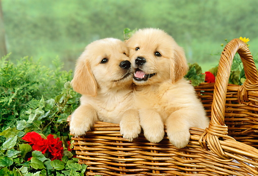 puppies for sale in Gurgaon