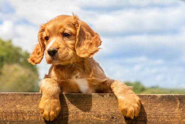 Puppies For Sale In Ghaziabad