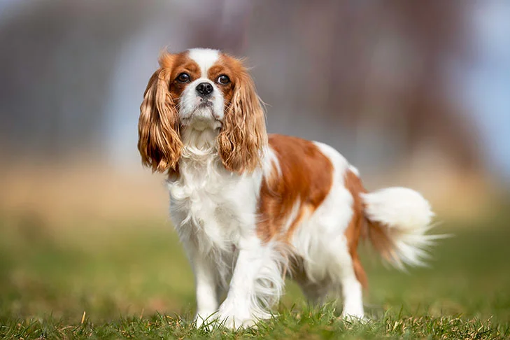 Puppies For Sale In Delhi