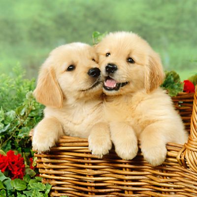 puppies for sale in Gurgaon
