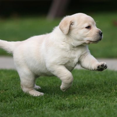puppies for sale in Gurgaon