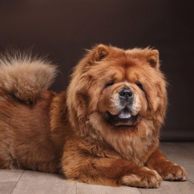 chow-chow-on-a-retro-vintage-background_dezy_Shutterstock